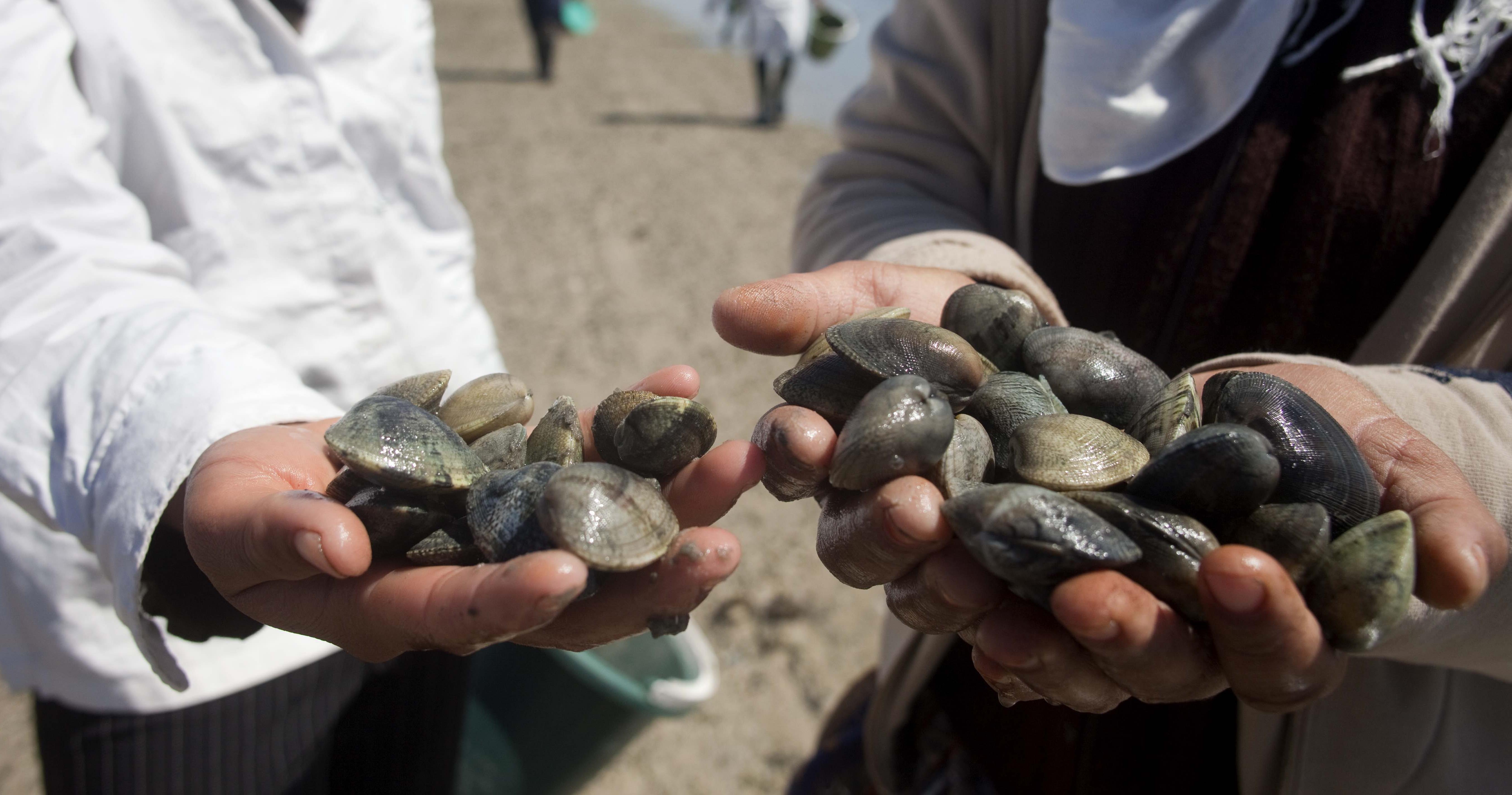 Production for bivalves lower in 2016